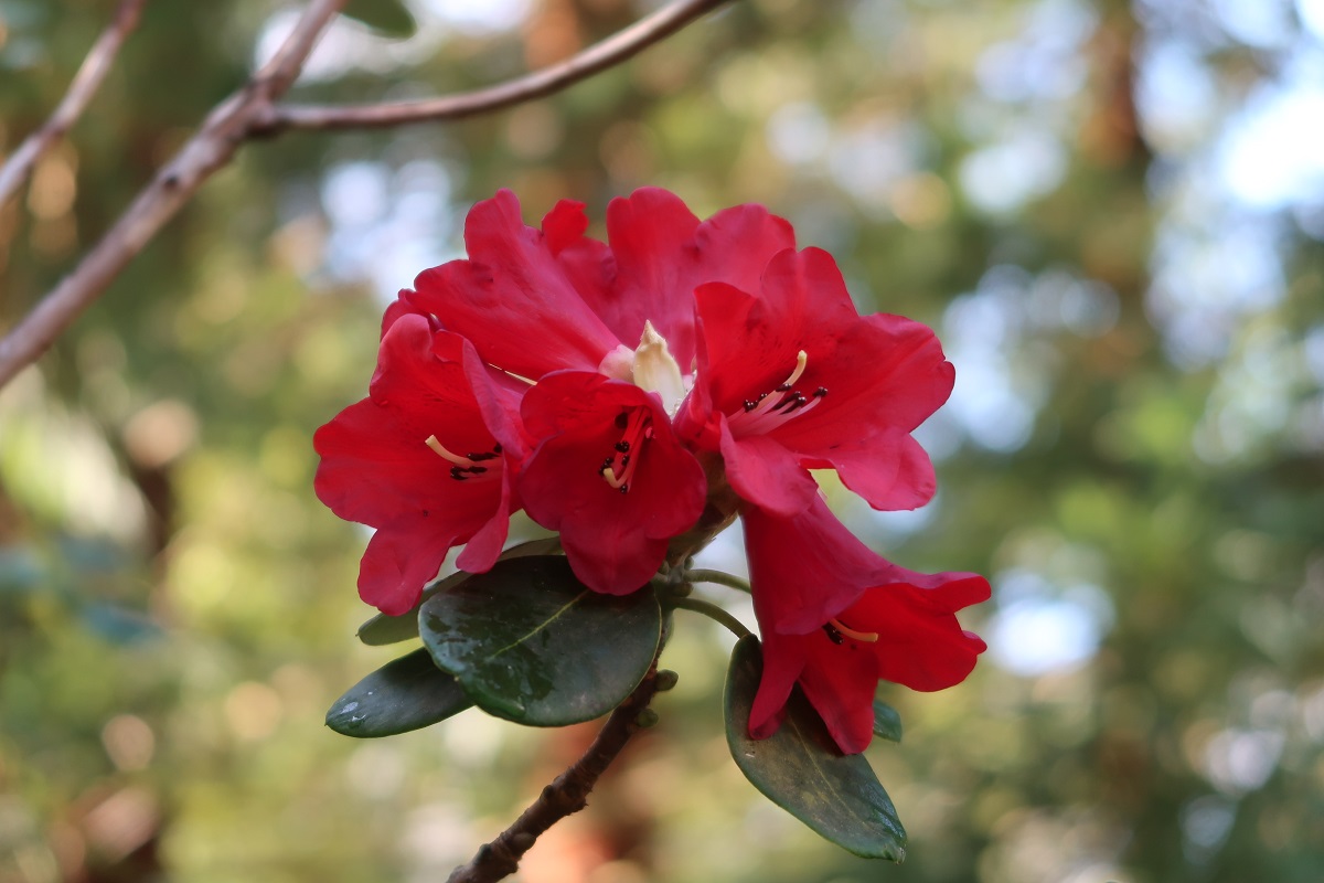 R. thomsonii